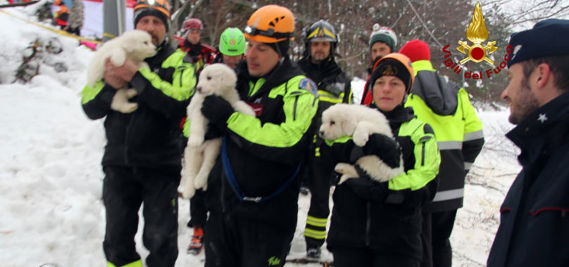 Hotel Rigopiano, trovati vivi i tre cuccioli figli di Nuvola e Lupo. Video