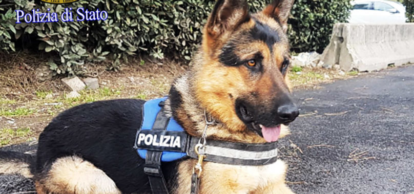 Roma, Ares da trovatello a cane in servizio presso la Polizia di Stato