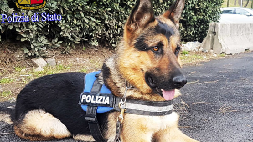 Roma, Ares da trovatello a cane in servizio presso la Polizia di Stato